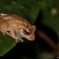 Pseudophilautus mittermeieri Megaskumbura & Manamendra-Arachcchi, 2005